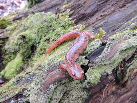 Image of Northern red salamander
