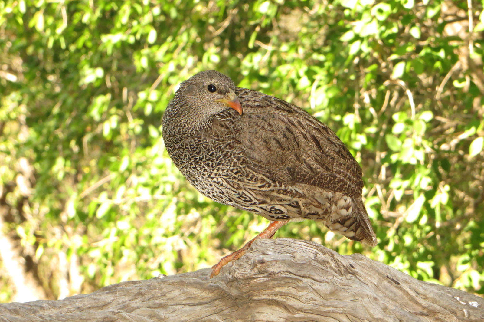 Image of Natal Francolin