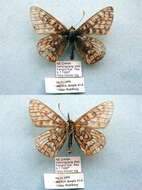 Image of Euphydryas intermedia