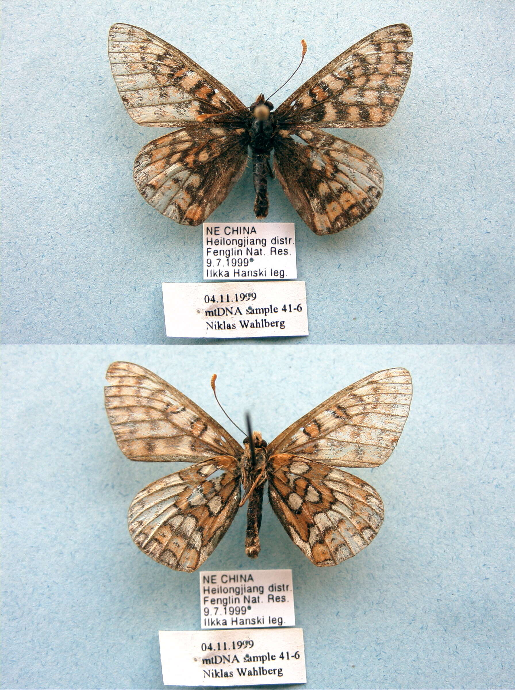 Image of Euphydryas intermedia