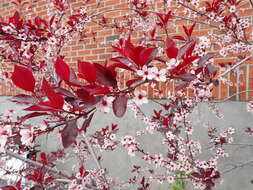 Image of Prunus × cistena