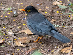 Image of Indian Blackbird