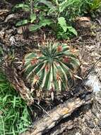 Image of Ferocactus latispinus (Haw.) Britton & Rose