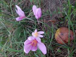 Image of Autumn crocus