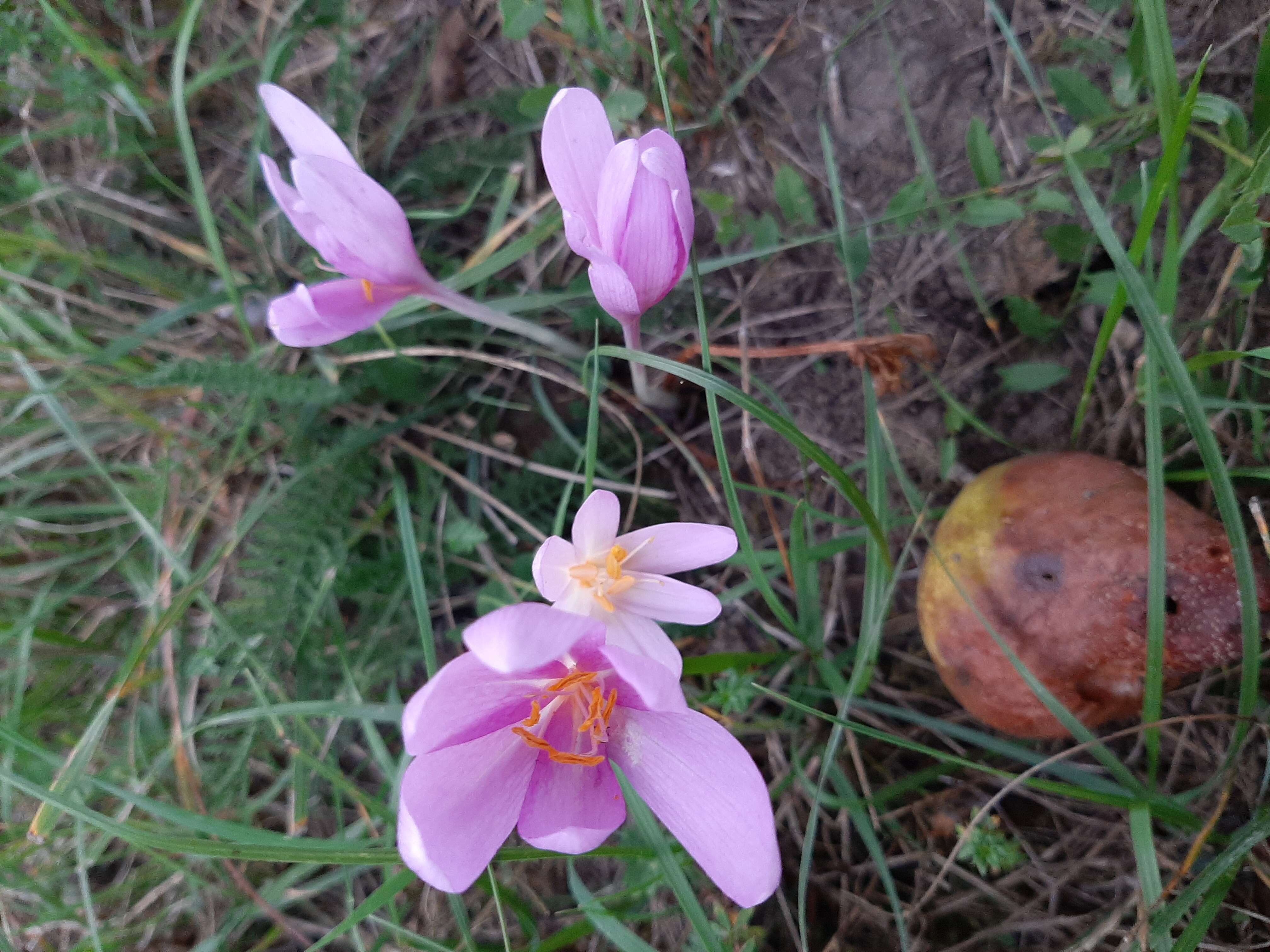 Image of Autumn crocus