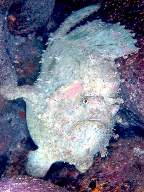 Image of Calico frogfish