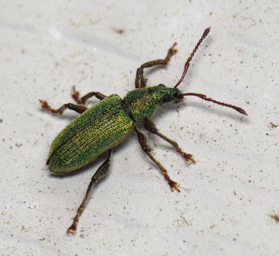 Image of <i>Phyllobius intrusus</i>