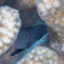 Image of Spotted coral croucher