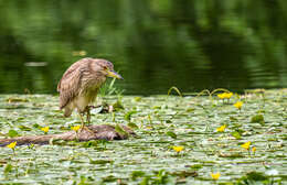 Image of Night Herons