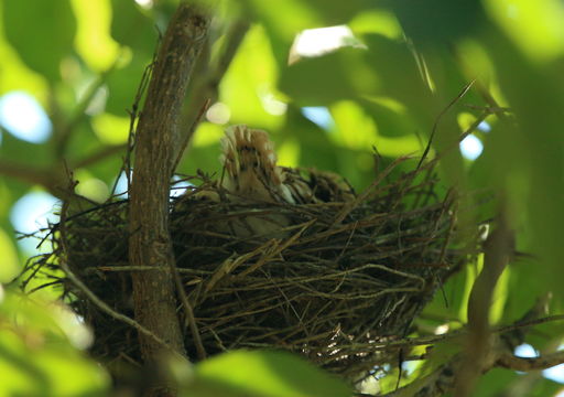 Image of Pacific Koel