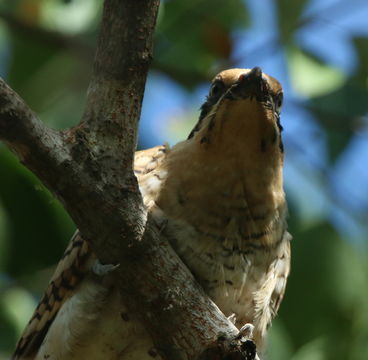 Image of Pacific Koel