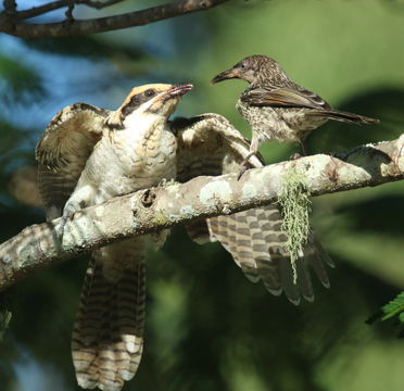 Image of Pacific Koel