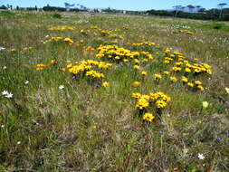 Imagem de Gazania pectinata (Thunb.) Hartweg