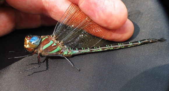 18.https www inaturalist org photos 3811414.580x360