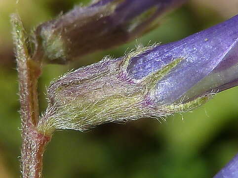 Image of barn vetch