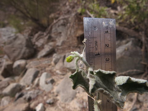 Image of <i>Cucumis prophetarum</i>