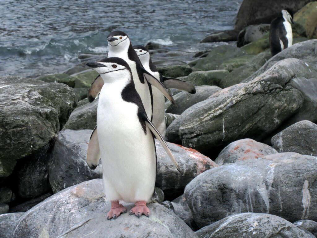 Image of Chinstrap Penguin