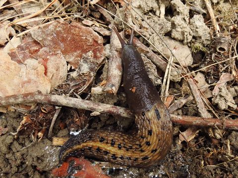 Image of ash-black slug