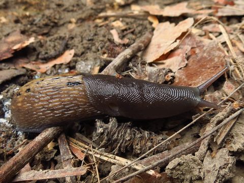 Image of ash-black slug