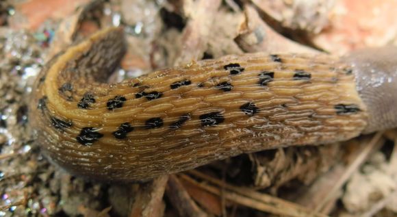 Image of ash-black slug
