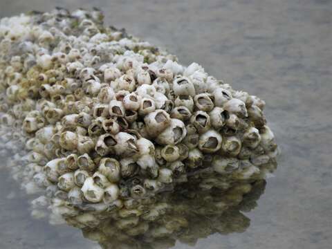 Image of Ivory barnacle