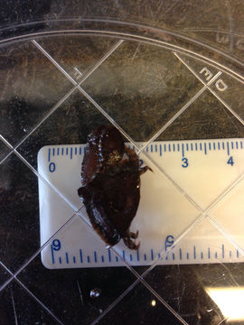 Image of smooth albow crab