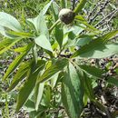 Image of <i>Paeonia officinalis</i>