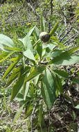 Image of <i>Paeonia officinalis</i>