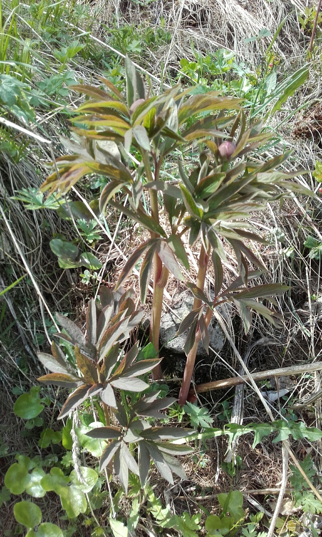 Image of <i>Paeonia officinalis</i>