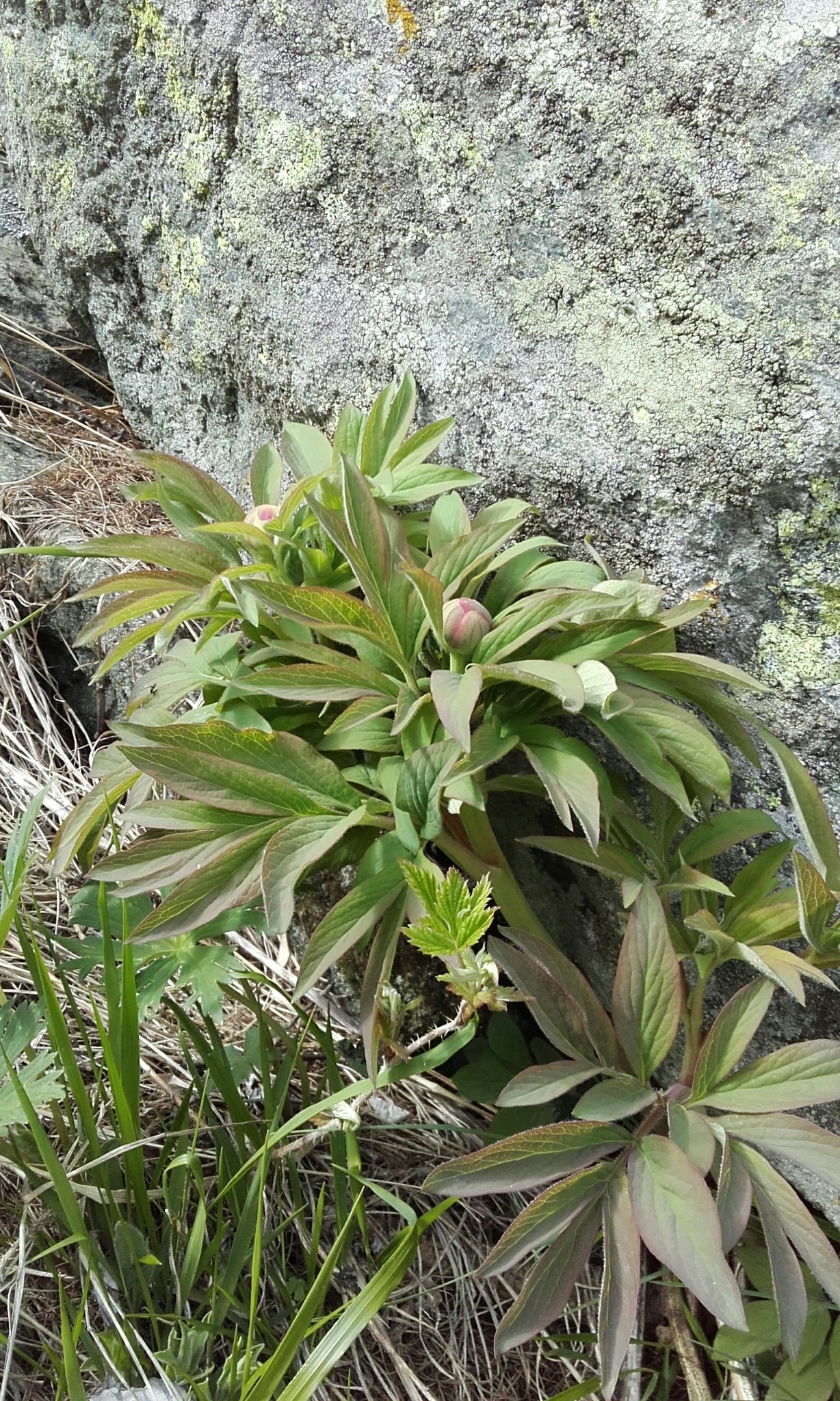 Image of <i>Paeonia officinalis</i>