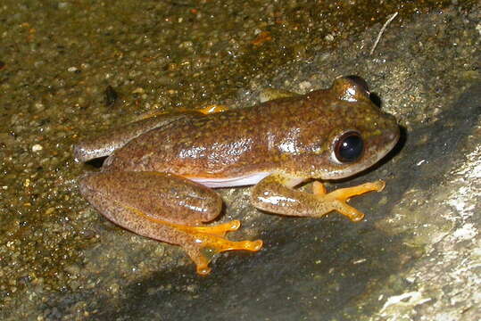 Imagem de Heterixalus alboguttatus (Boulenger 1882)