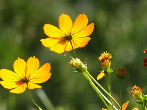 Image of sulphur cosmos