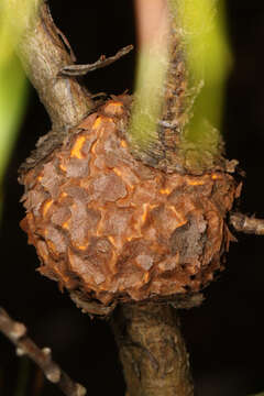 Image of Cronartium quercuum (Berk.) Miyabe ex Shirai 1899