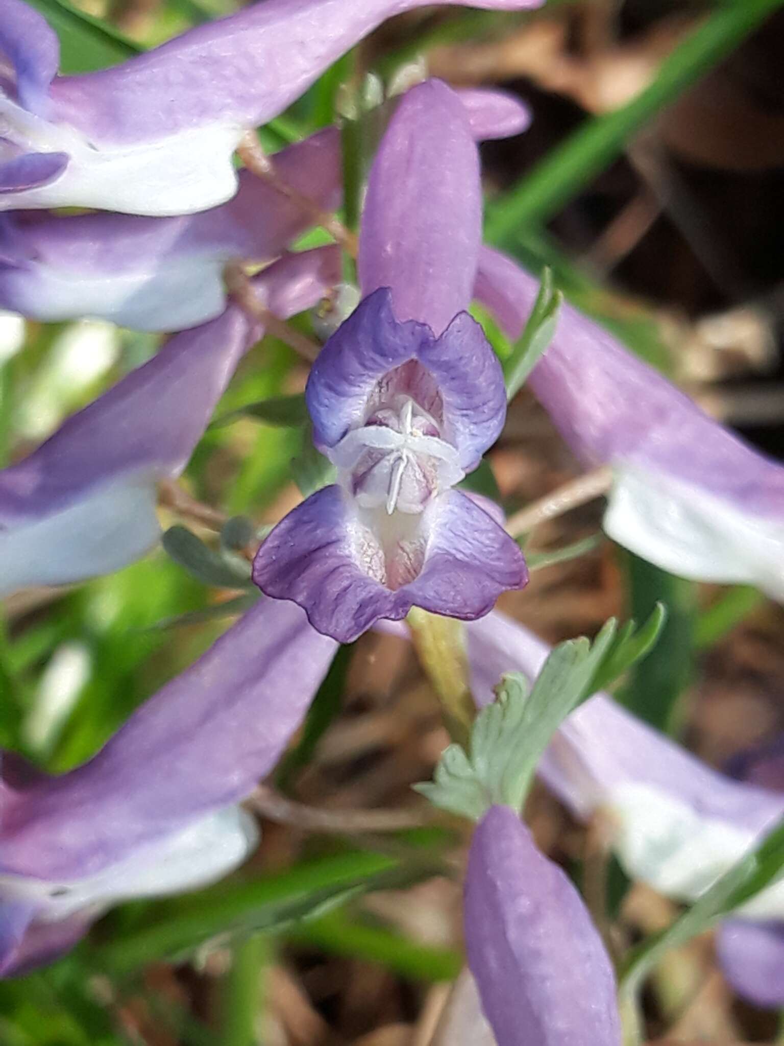 Plancia ëd Corydalis solida (L.) Clairv.