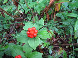 Image of bunchberry dogwood