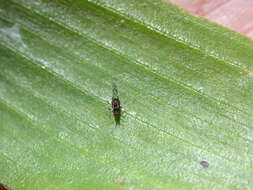 Image of Banana aphid