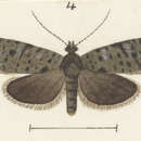 Image of Cnephasia holorphna Meyrick 1911