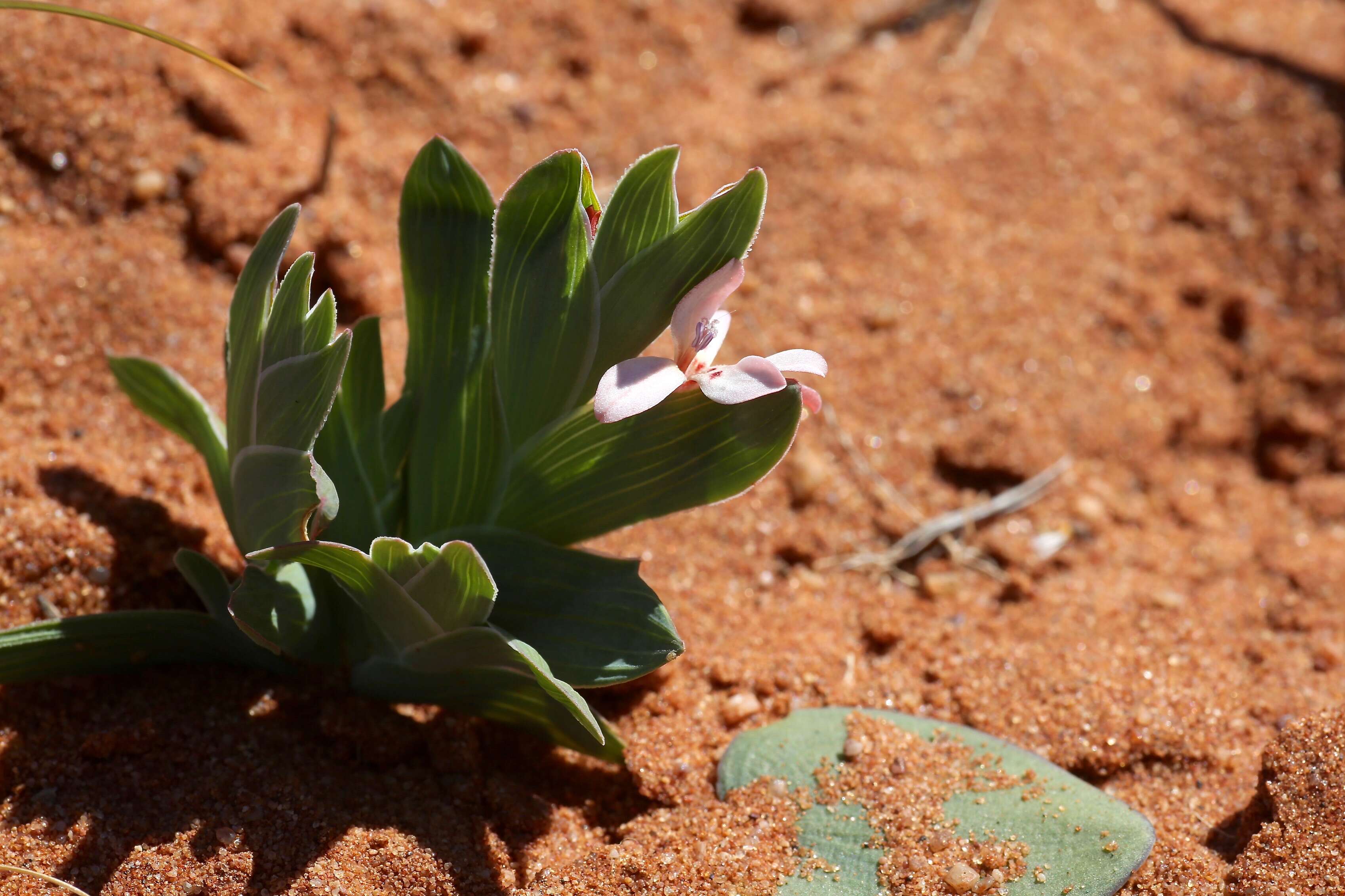 Image of Lapeirousia arenicola Schltr.