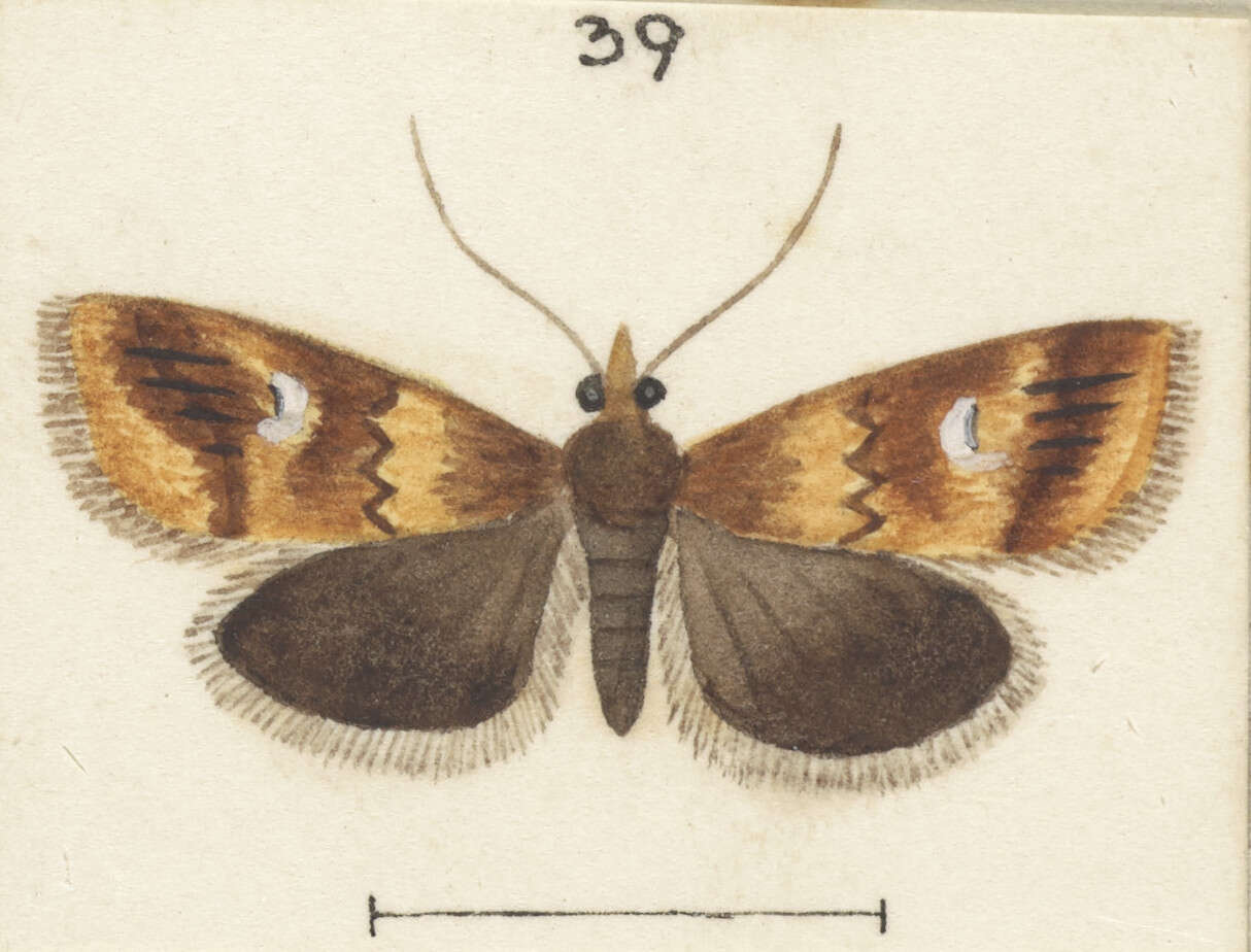 Image of Glaucocharis helioctypa Meyrick 1882