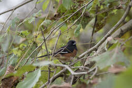 Image of Eastern Towhee