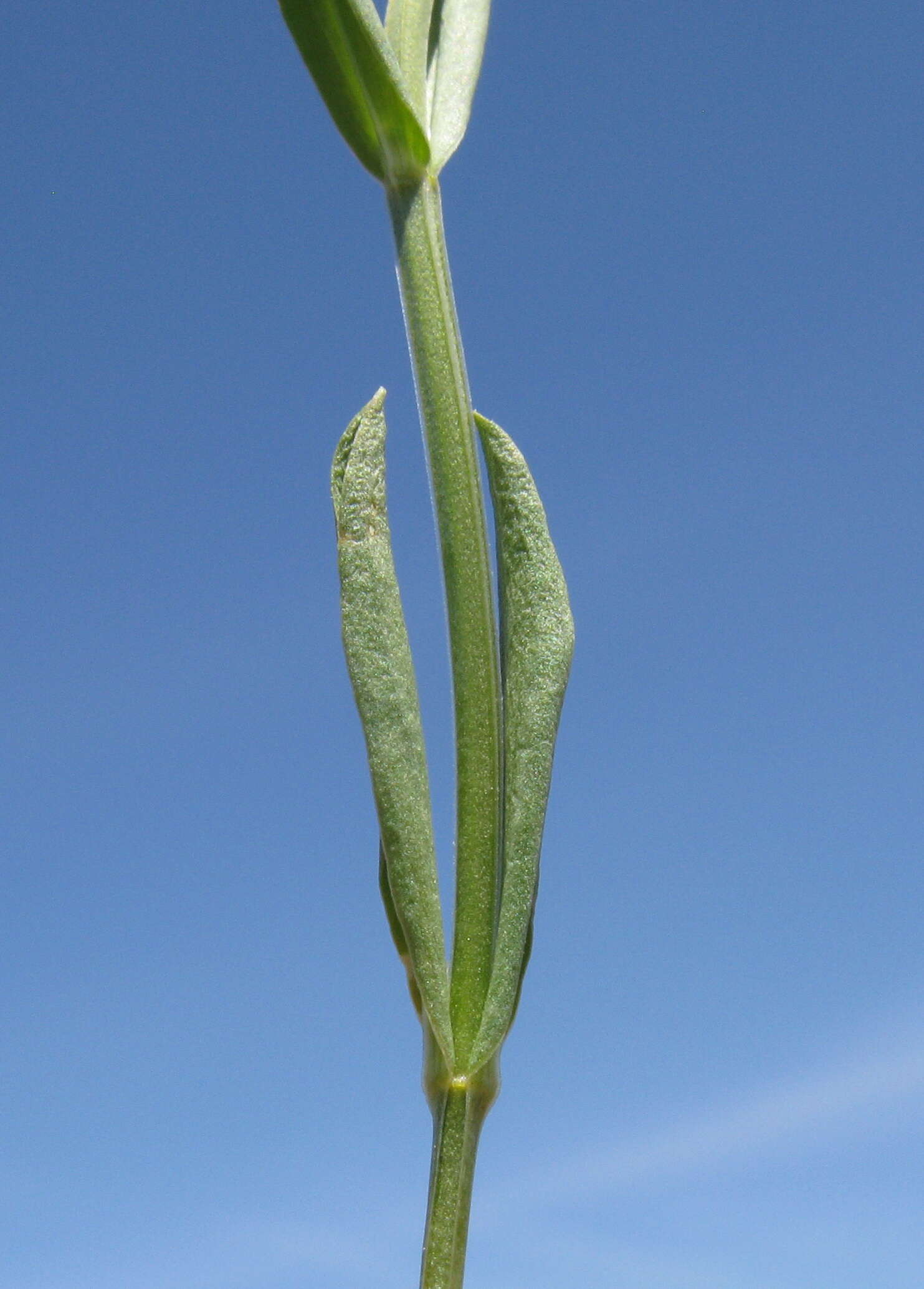 Image of slender centaury