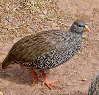 Image of Natal Francolin