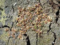 Image of Mudwort