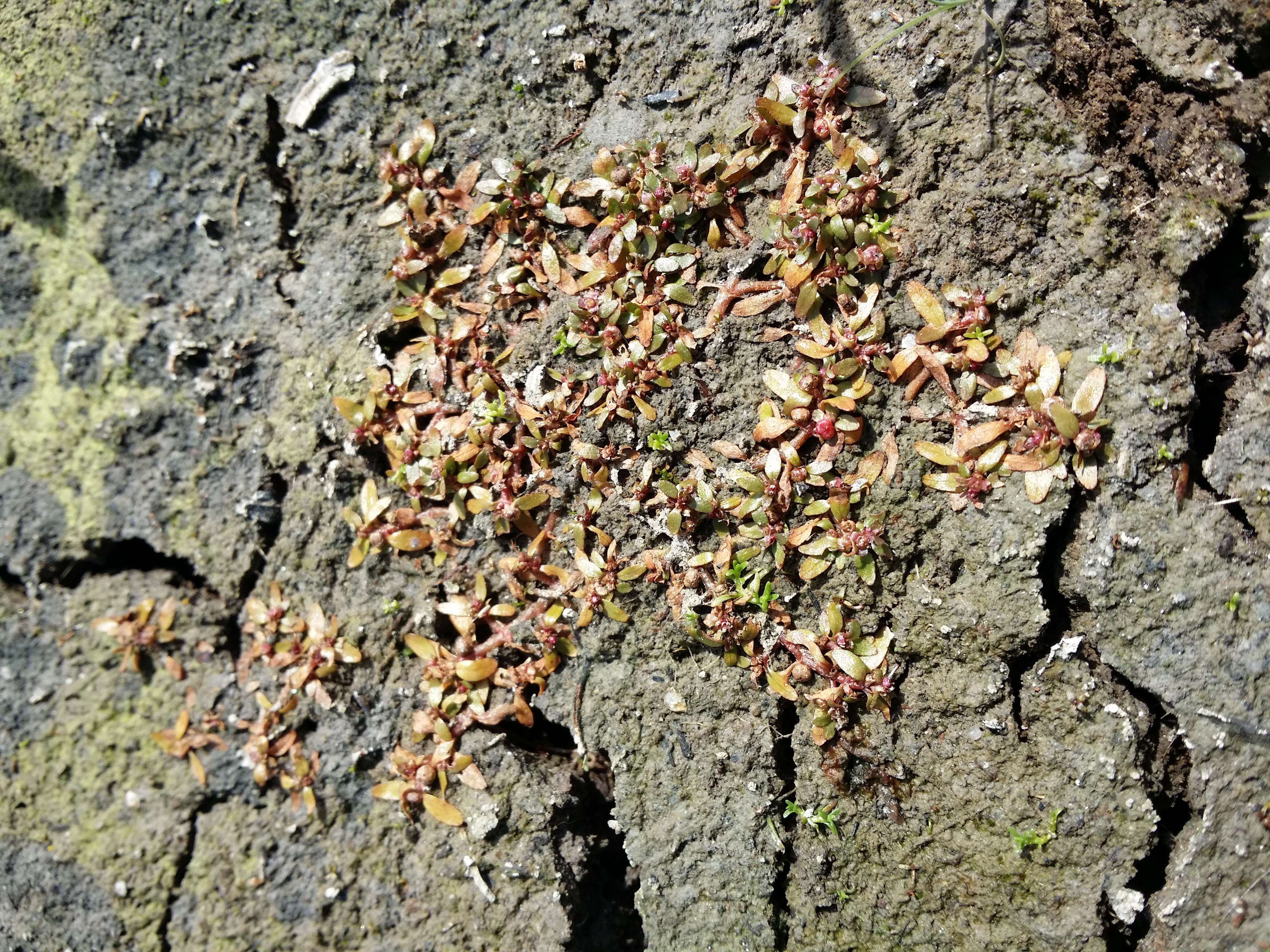 Image of Mudwort