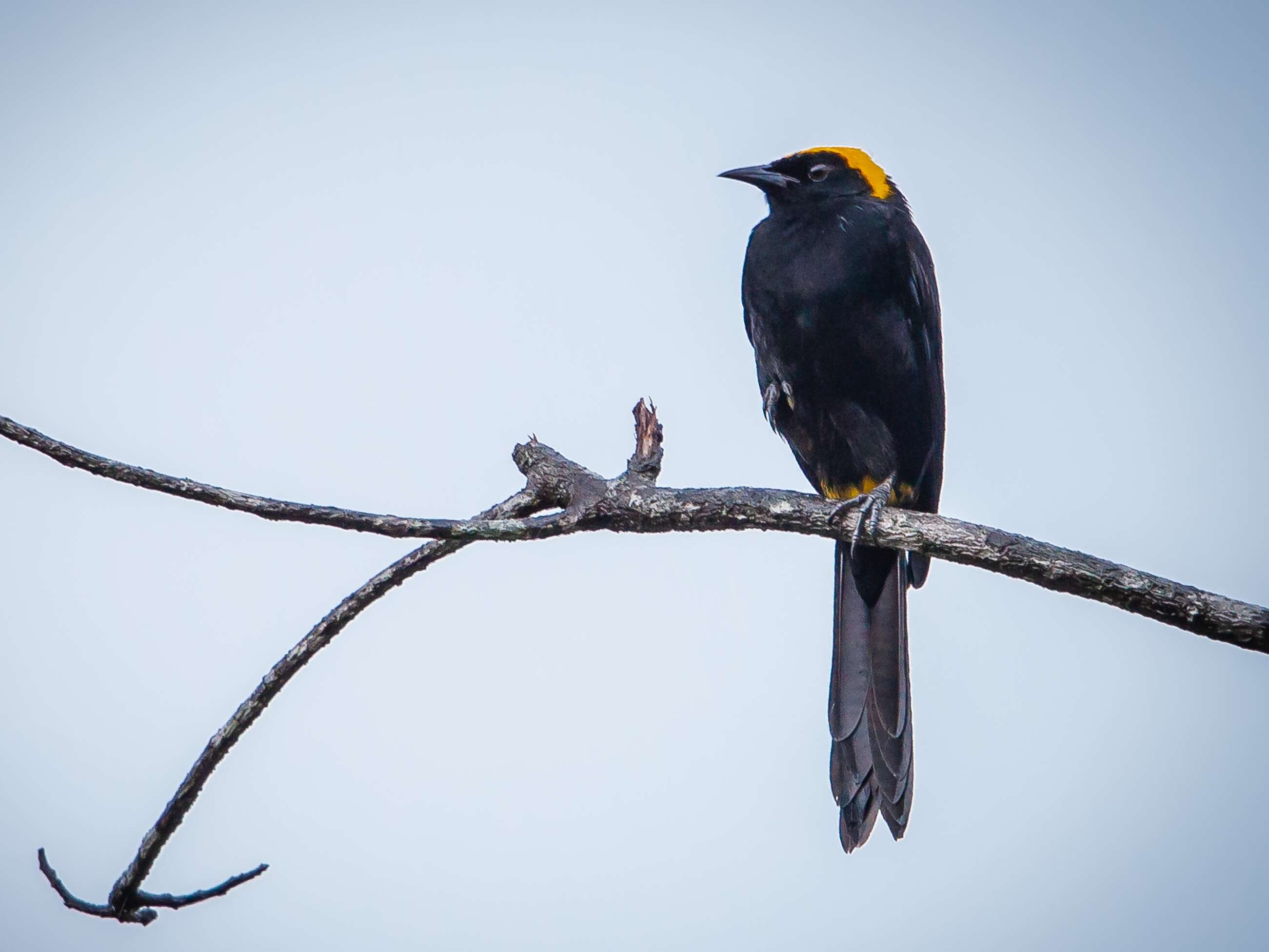 Icterus cayanensis (Linnaeus 1766)的圖片