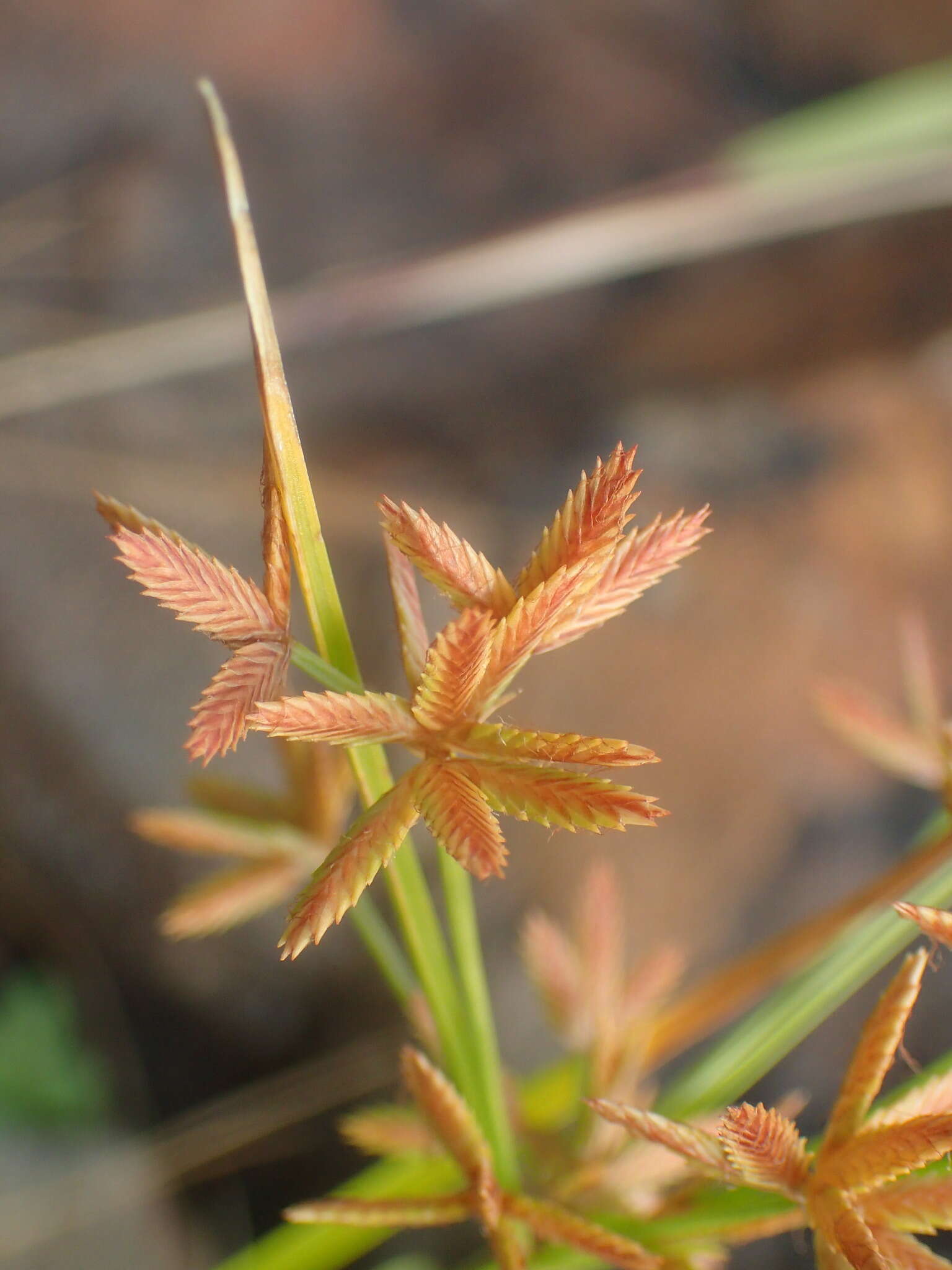 Image of Dentate umbrella sedge