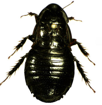 Image of <i>Panesthia cribrata</i> Saussure 1864