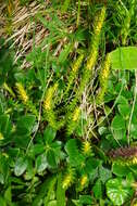 صورة Selaginella selaginoides (L.) Schrank & C. F. P. Mart.