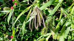 Image of swollen fingergrass