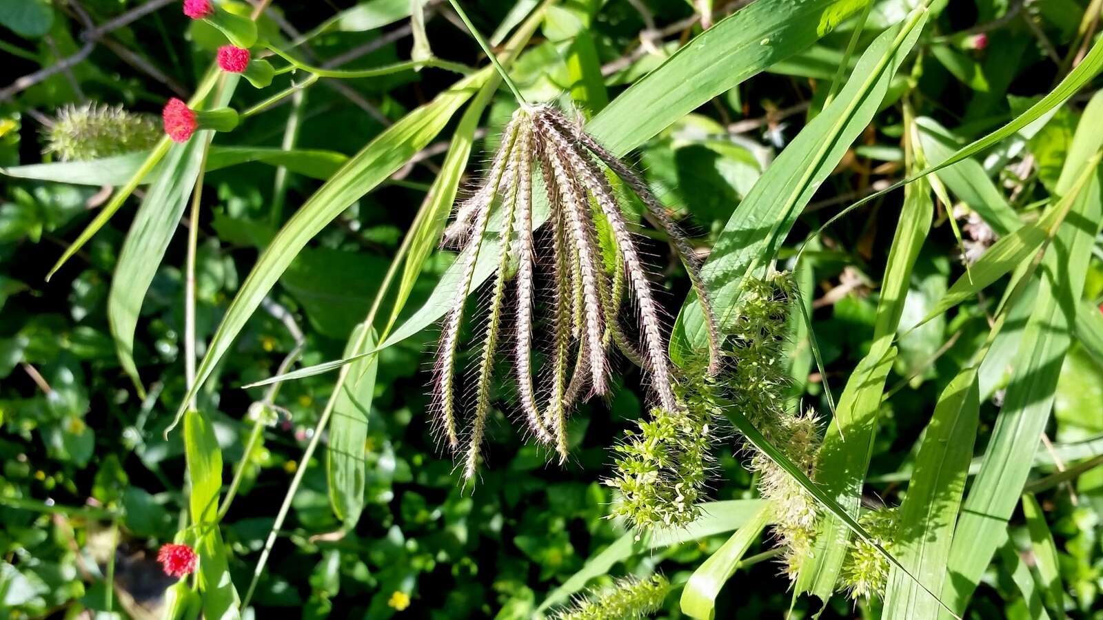 Image of swollen fingergrass